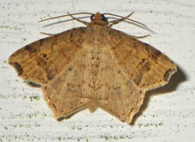Common Angle